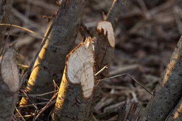 Beaver chewed Willow bush during a spring evening in Estonia, Northern Europe. 
