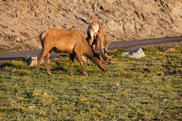 Rocky Mountain Bull elks grazing  