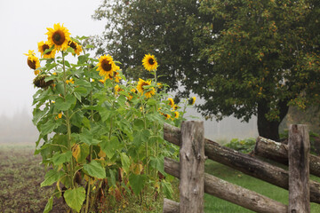 A group of Sunflowers blooming next to an old wooden fence during a misty late summer day in rural Europe. 