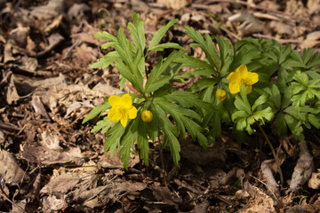 Blooming Yellow wood anemone, Anemonoides ranunculoides in a springtime forest in Northern Europe.