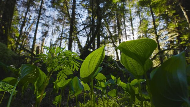 Fresh Green Leafs, Monocots, are growing in the Rain Forest during a sunny spring season day. Taken in Squamish, British Columbia, Canada.