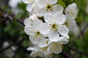 Apple tree flowers.