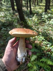 mushroom in the forest