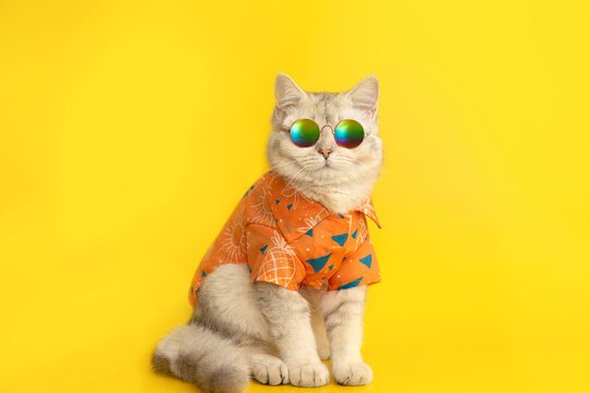 White british cat are wear sunglass and shirt isolated on the yellow background.