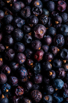 Closeup of juniper berries