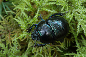 Close-up of a Woodland Dor Beetle, Anoplotrupes stercorosus with a shiny shell walking on a mossy ground in forest. 
