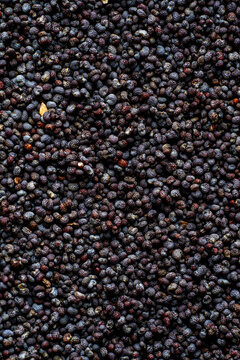 Closeup of poppy seed
