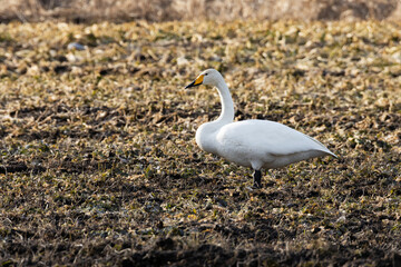 Whooper swan, Cygnus cygnus stopping on a muddy crop field during spring migration.