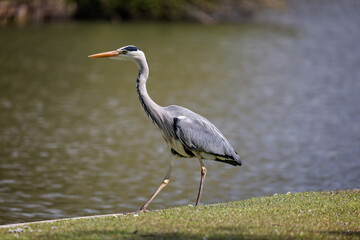 Close up of Grey Heron on grass verge alongside lake - side view