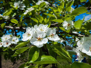 flowering branches of the pear tree