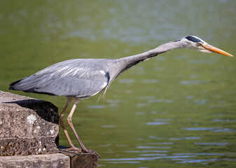 Close up of Grey Heron on side of lake with neck outstretched hunting for fish - side view