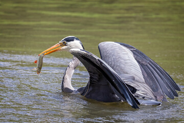 Close up of a Grey Heron emerging from water with fish in beak