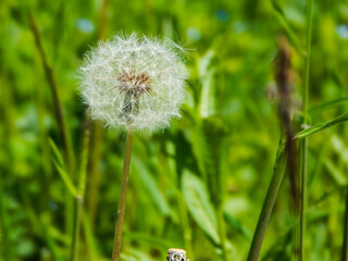 Dandelion in the green grass, in the spring