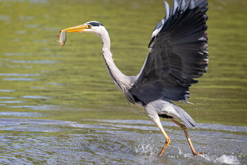 Close up of a Grey Heron emerging from water with fish in beak