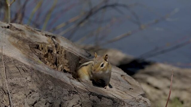 Chipmunk in tree stump eating nuts. Cute little chipmunk coming out of its home to eat a peanut. 