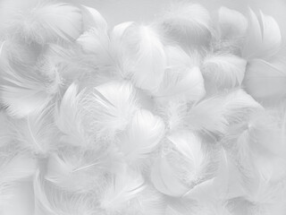 White fluffy bird feathers. Beautiful fog. A message to the angel. The texture of delicate...