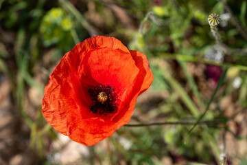 red poppy flower