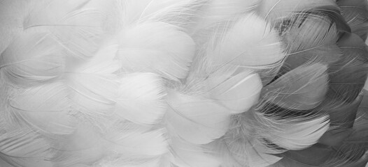 White, Black fluffy bird feathers. Beautiful fog. Message to the angel. Banner. Texture of delicate...