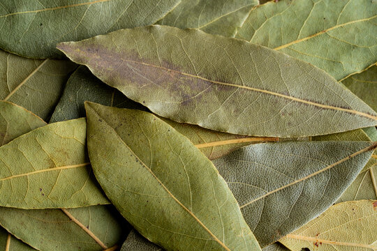 Closeup of bay leaves