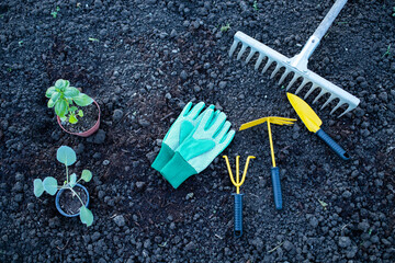 organic gardening background tools and seedling on earth