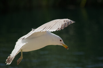Gull with outstretched wings