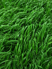 Fototapeta na wymiar green leaves of winter wheat after rain