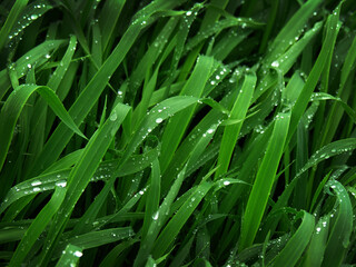 Fresh green wheat grass leaves with dew drops on leaves