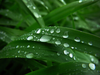 closeup water drops on dark green wheat leaves