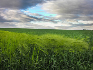 rye or winter barley green leaning in the wind at field.