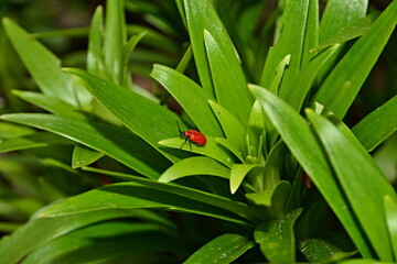 red beetle on a green bush 