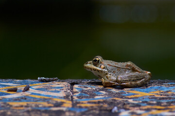 frog resting in the sun near pond, close-up side view with blurry background
