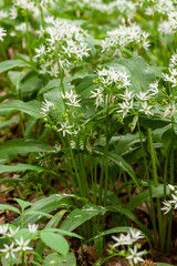 Wild garlic carpet in forest ready to harvest. Ramsons or bear's garlic growing in forest in spring. Allium ursinum.