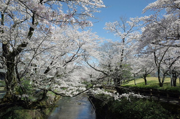 Fototapeta na wymiar Riverside Sakura, Seki, Gifu, Japan