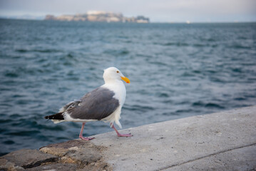 A seagull walking along the California coast with Alcatraz Island in the background.