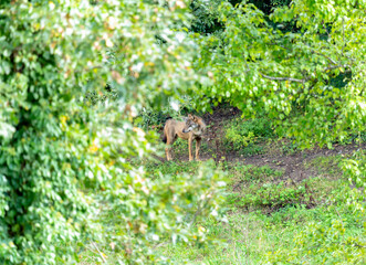 Fototapete bei efototapeten.de bestellen   