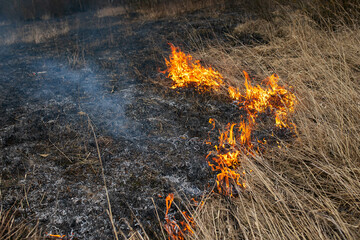 a strong forest fire breaks out in windy weather due to human fault, flames destroy dry grass on...
