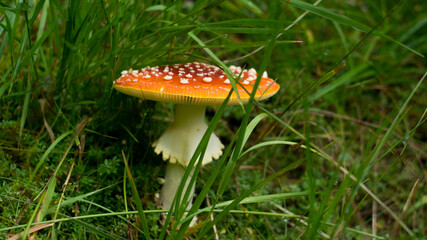 Fly agaric in grass