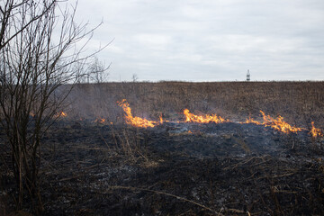 a strong forest fire breaks out in windy weather due to human fault, flames destroy dry grass on...