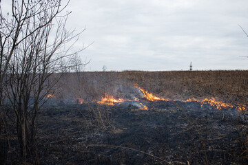 a strong forest fire breaks out in windy weather due to human fault, flames destroy dry grass on...
