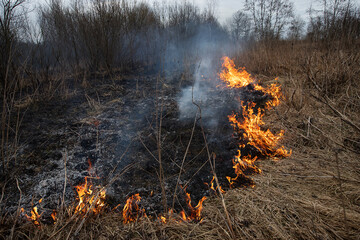 a strong forest fire breaks out in windy weather due to human fault, flames destroy dry grass on...