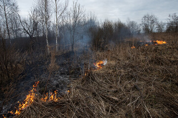 a strong forest fire breaks out in windy weather due to human fault, flames destroy dry grass on...