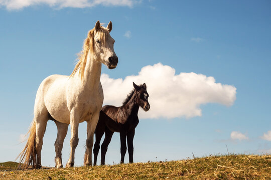 Cute mother white horse with dark clumsy foal in a field against blue cloudy sky background.