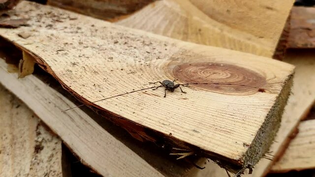 Acanthocinus aedilis close-up. A barbell beetle sits on a pine board. A species of beetle belonging to the longhorn beetle family, which is a wood boring beetle.