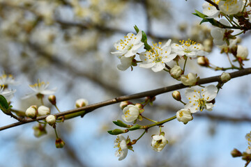 Blurry blossoming apple tree branches against the blue spring sky. Space for text