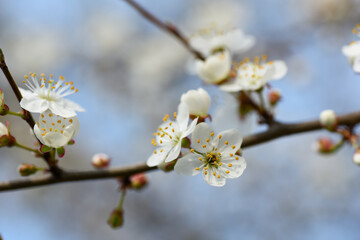 Obraz premium Beautiful branch with apple blossoms on a blurry blue spring sky background.