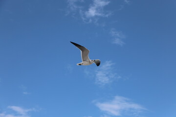 seagull in the sky