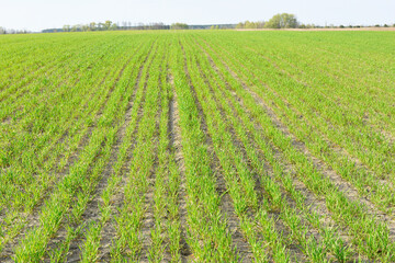 Fototapeta na wymiar New green sprouts of winter wheat in a large field go to the horizon in long rows. Spring landscape.