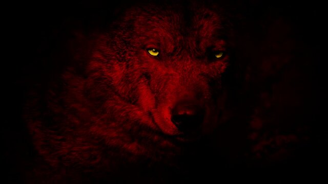 Red Wolf Growls With Yellow Eyes