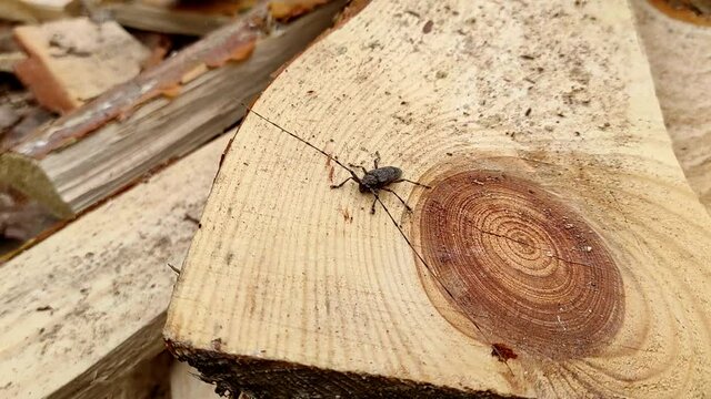 Acanthocinus aedilis close-up. A barbell beetle sits on a pine board. A species of beetle belonging to the longhorn beetle family, which is a wood boring beetle.