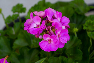 Pelargonium geranium bloom nature flower color botanical summer